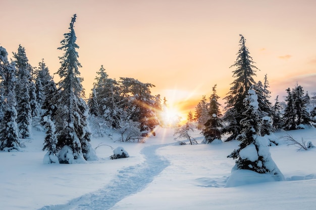 Photo walking path through the winter forest landscape with winter polar forest and bright sunbeams sunrise sunset in beautiful snowy forest alley in the winter forest at dawn