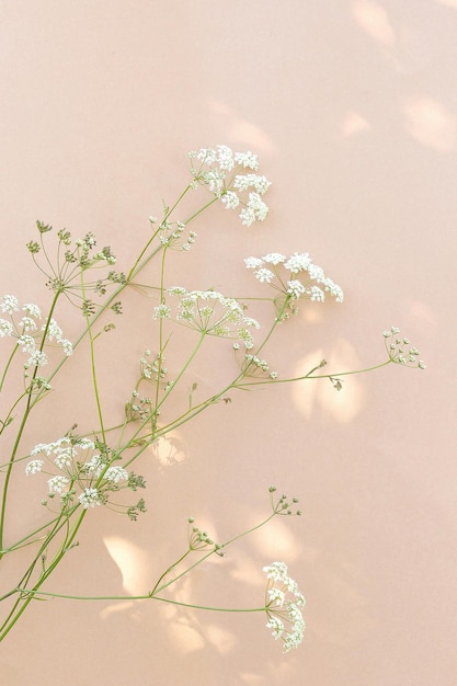 Photo white flowers and sunlight on beige wall aesthetic minimal wallpaper