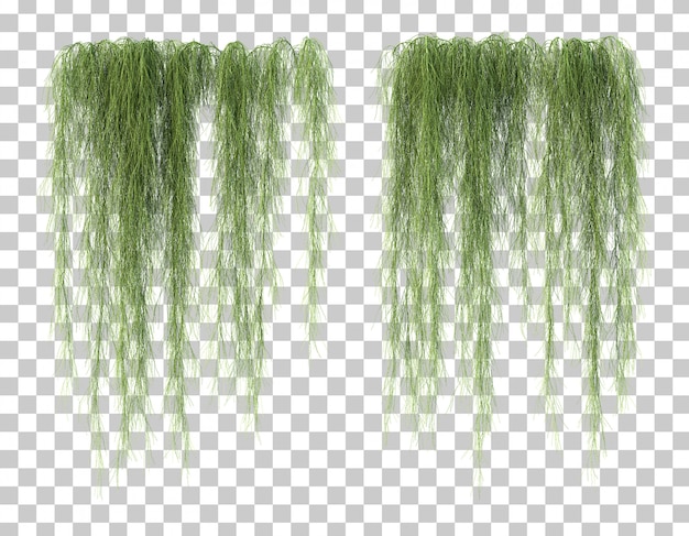 PSD 3d rendering of casuarina glauca