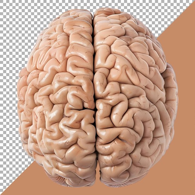 PSD 3d rendering of a human brain on transparent background ai generated