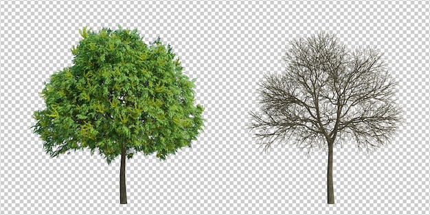 PSD 3d rendering tree isolated cut background
