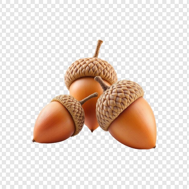 PSD acorn isolated on transparent background