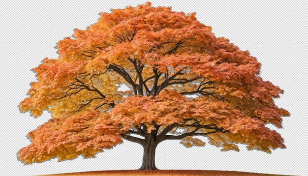 PSD autumn maple tree isolated beauty