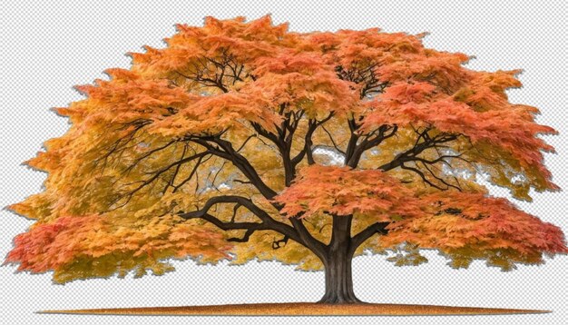PSD autumn maple tree isolated view