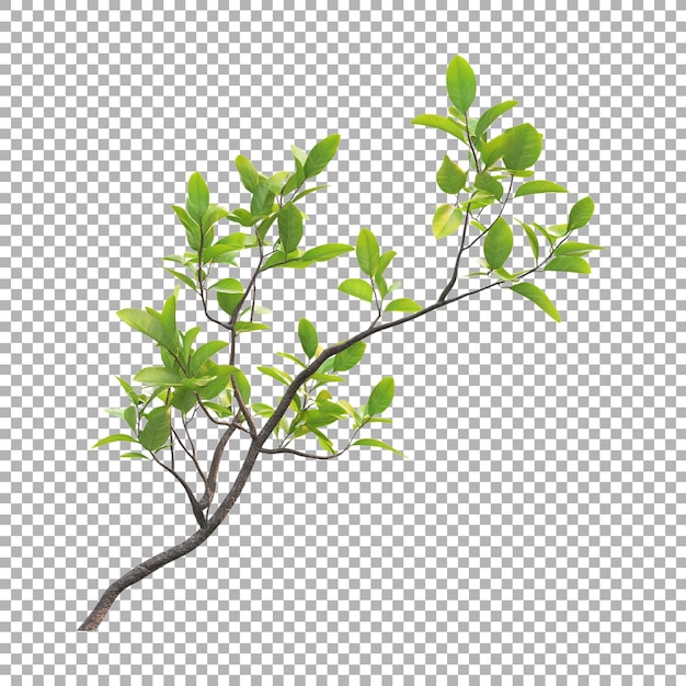 PSD beech plant on transparent background ai generated