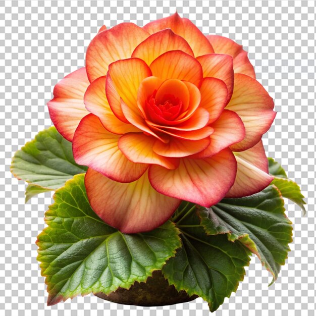 PSD begonia on transparent background