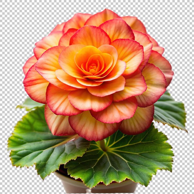 PSD begonia on transparent background