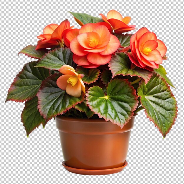 PSD begonia on transparent background