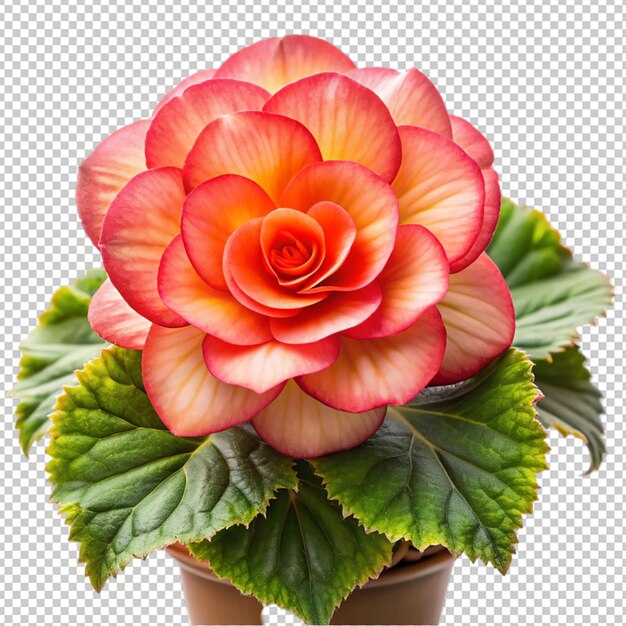 PSD begonia on transparent background