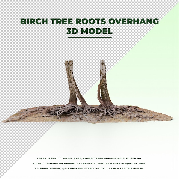 PSD birch tree roots overhang