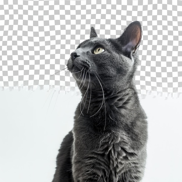 PSD a black cat with a white background with a black pattern in the middle
