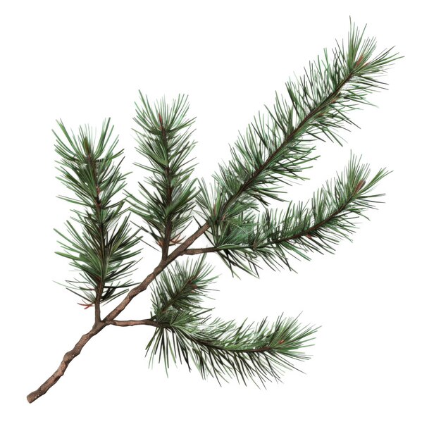 PSD a branch of pine needles with a brown twig
