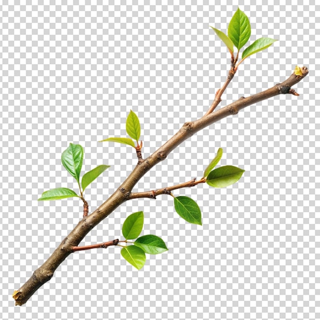 PSD branch or twig of a tree isolated on white background