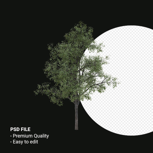PSD celtis occidentalis young tree 3d render isolated on transparent background