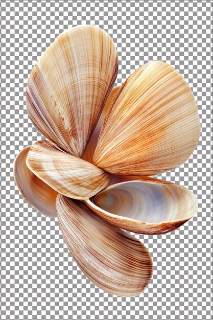 PSD clams perfect for grilling in their shells hyperrealistic isolated white plain transparent backgro
