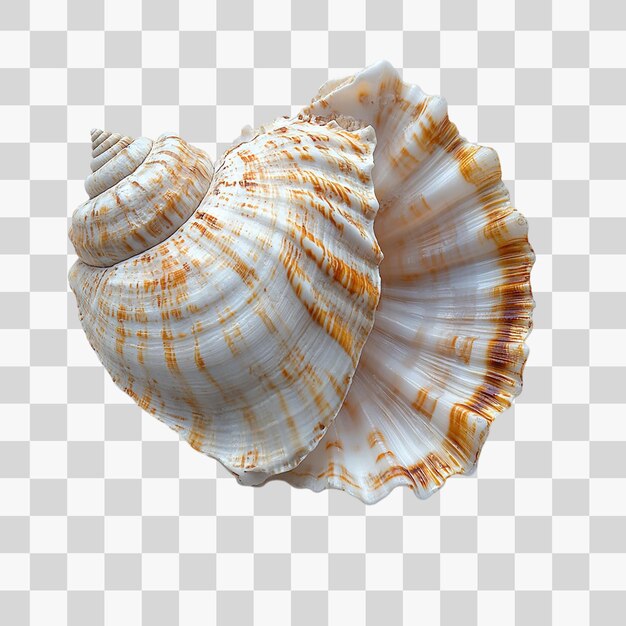 PSD closeup of a pristine white seashell isolated on a pure white background