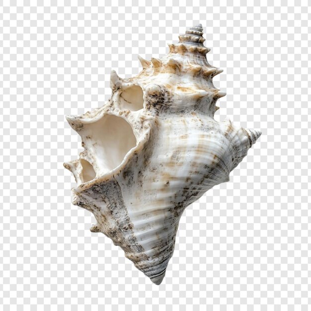 PSD closeup of a unique seashell