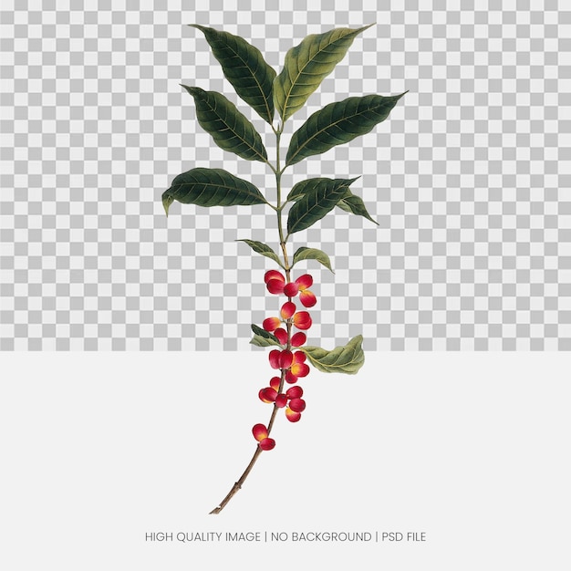 PSD coffee plant illustration