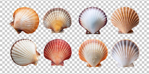PSD collection of colorful scallop shells