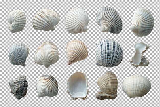 PSD a collection of various seashells showcasing unique shapes and textures found on beaches