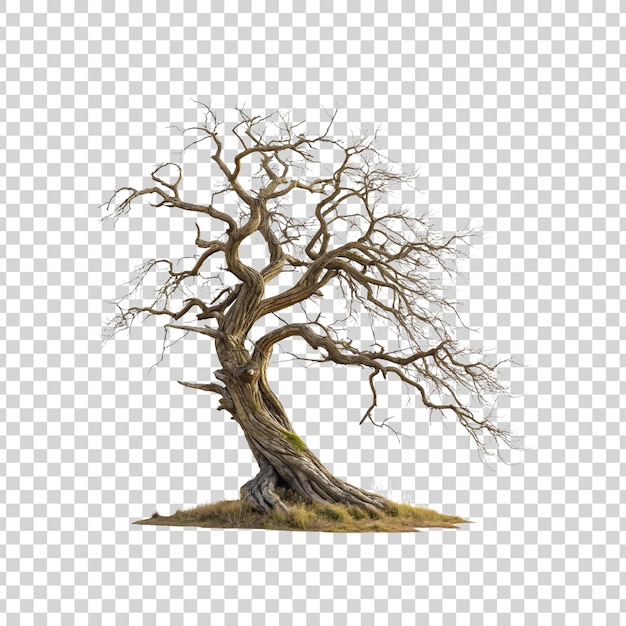 PSD a dead tree without leaves isolated on transparent background