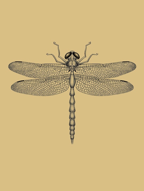 PSD detailed dragonfly illustration