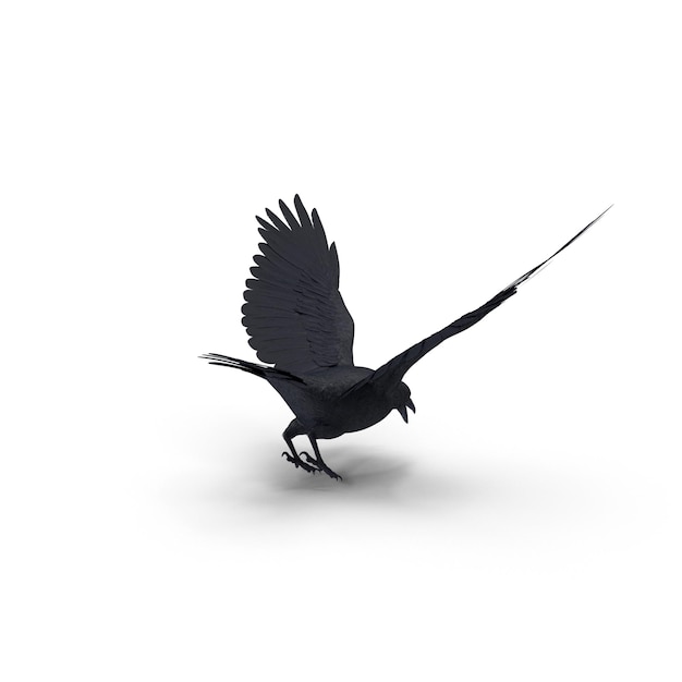 PSD dynamic black crow in flight with wings spread