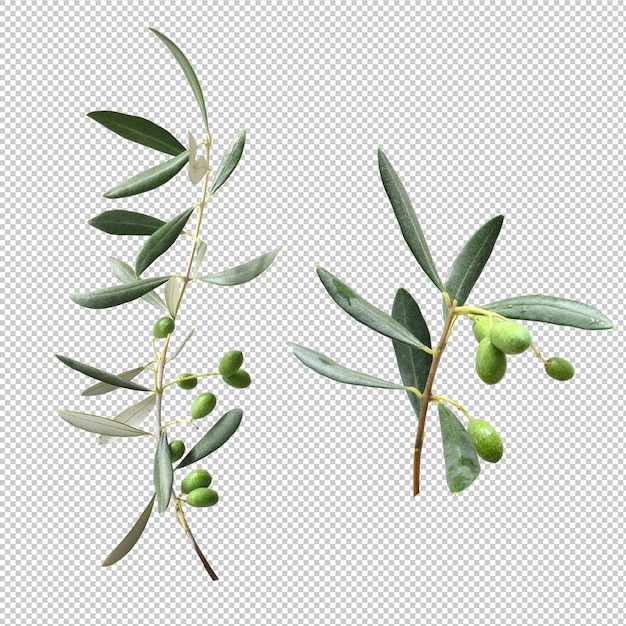 PSD eucalypthus leaves isolated