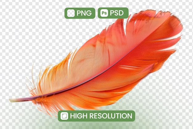 PSD a feather with a red background and a place for a text message