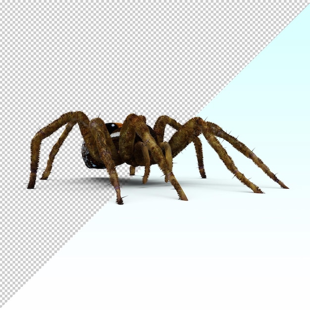PSD fishing spider isolated