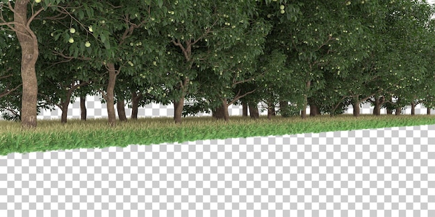 PSD forest on transparent background. 3d rendering - illustration