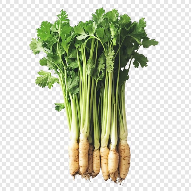 PSD fresh cilantro bunch with roots