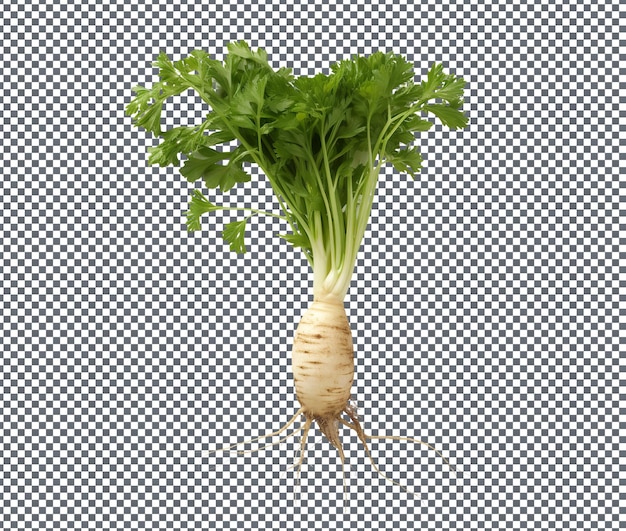 PSD fresh parsley root