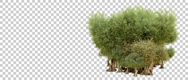 PSD green forest isolated on background 3d rendering illustration