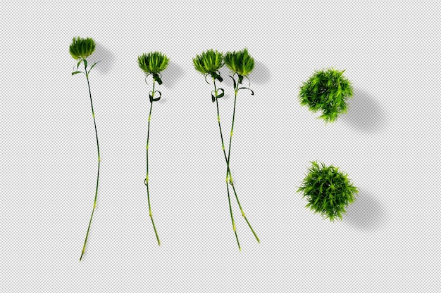 PSD green herbs and plants isolated 3d objects