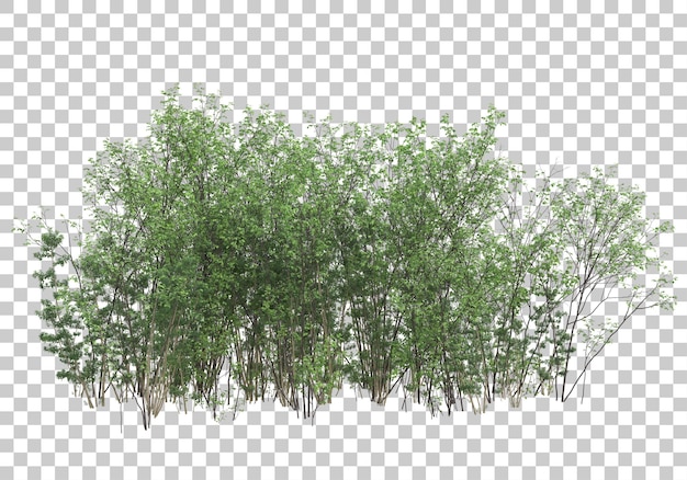 PSD green plants with transparent background 3d rendering illustration