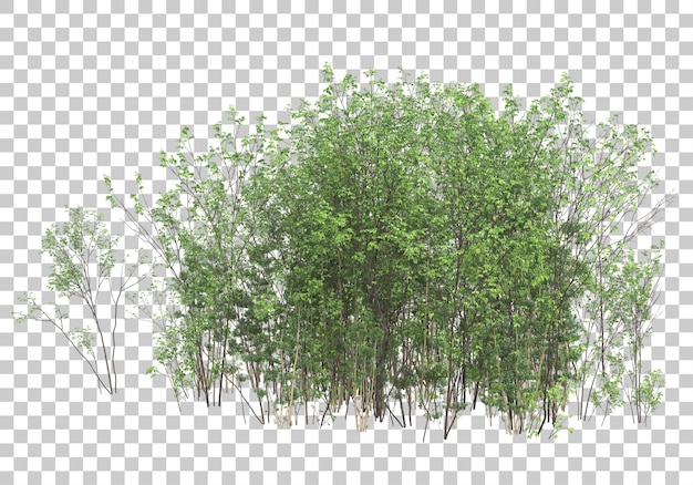 PSD green plants with transparent background 3d rendering illustration
