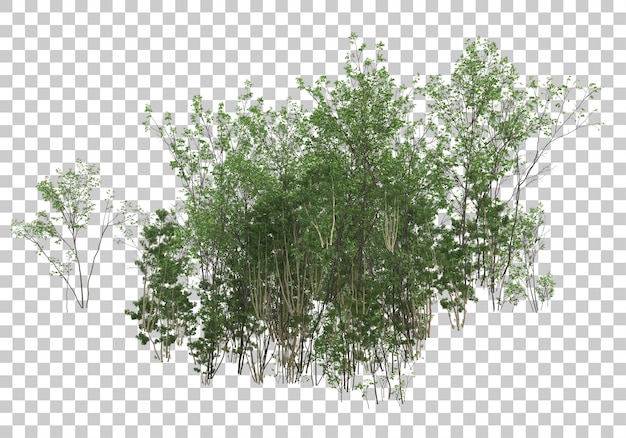 PSD green plants with transparent background 3d rendering illustration