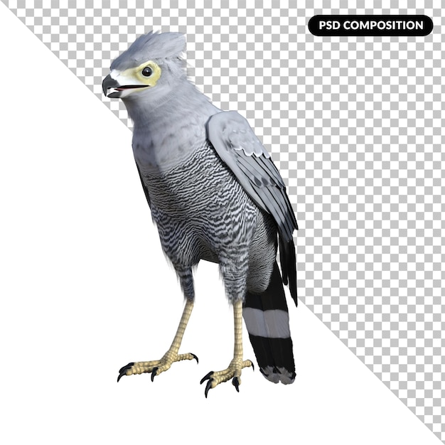 PSD hawk bird parrot isolated 3d