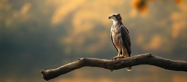 PSD a hawk perched on a branch against a softly blurry background