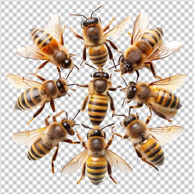 PSD honey bees transparent background vector element