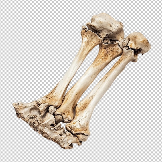 PSD a human arm with the word bones on it
