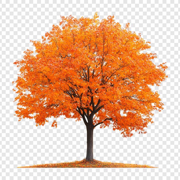 PSD isolated autumn tree