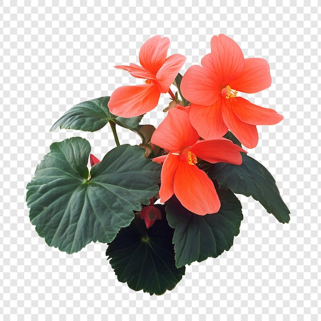 PSD isolated on transparent psd file