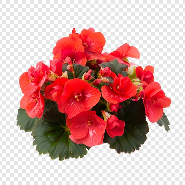 PSD isolated on transparent psd file