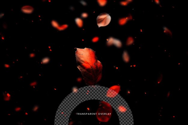 PSD leaf falling special effect overlay effect on transparent background