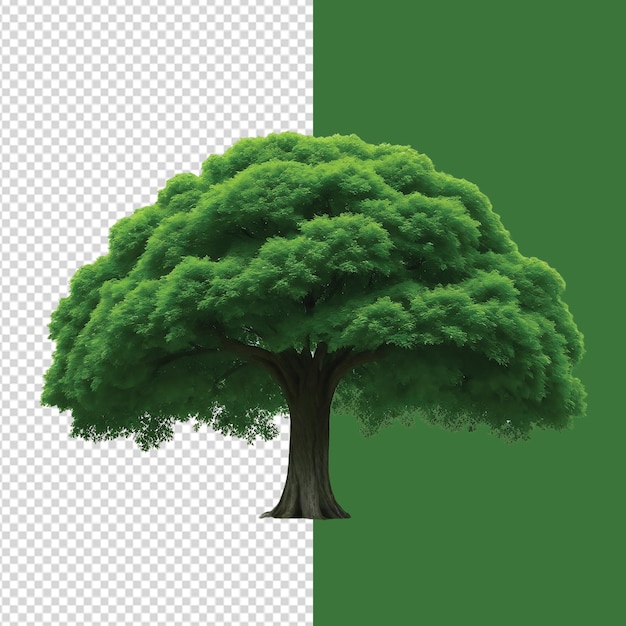 PSD lush green tree