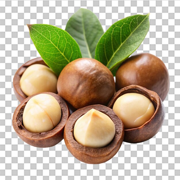 PSD macadamia nuts with leaves isolated on white background