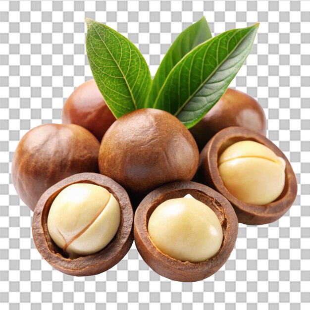 PSD macadamia nuts with leaves isolated on white background