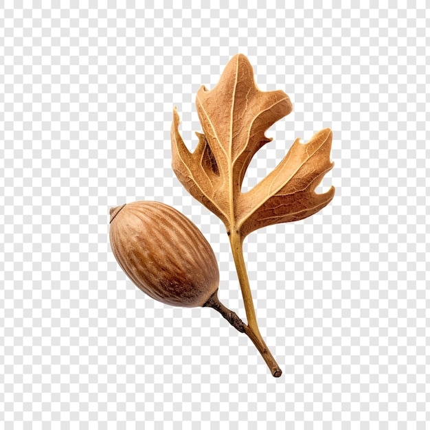 PSD oak tree seed isolated on transparent background